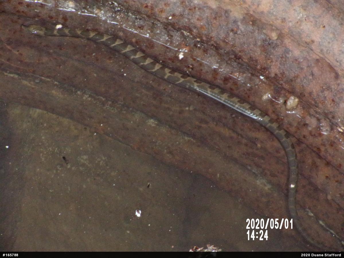 Northern Watersnake
