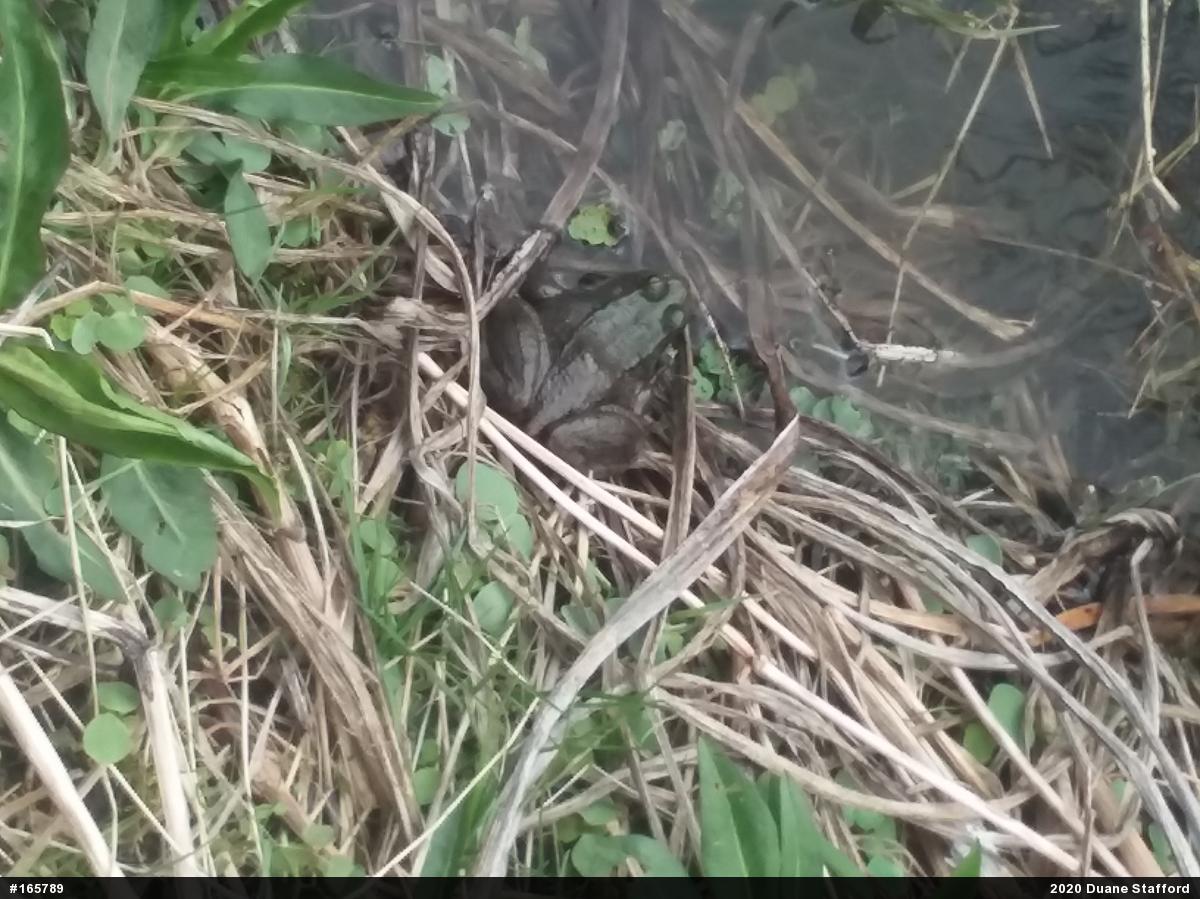Green Frog