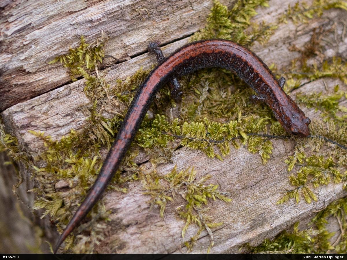 Eastern Red-backed  Salamander