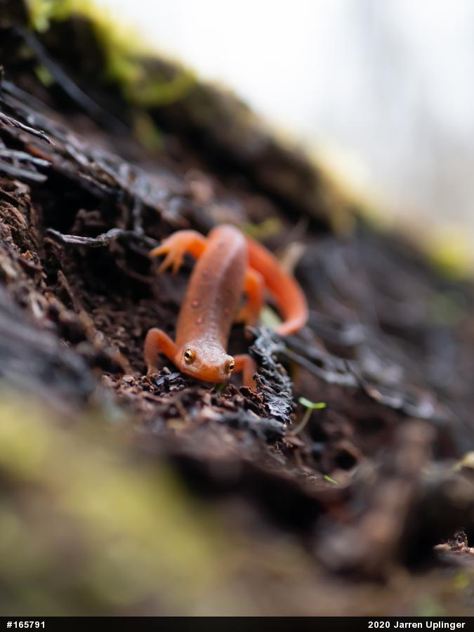 Red-spotted Newt