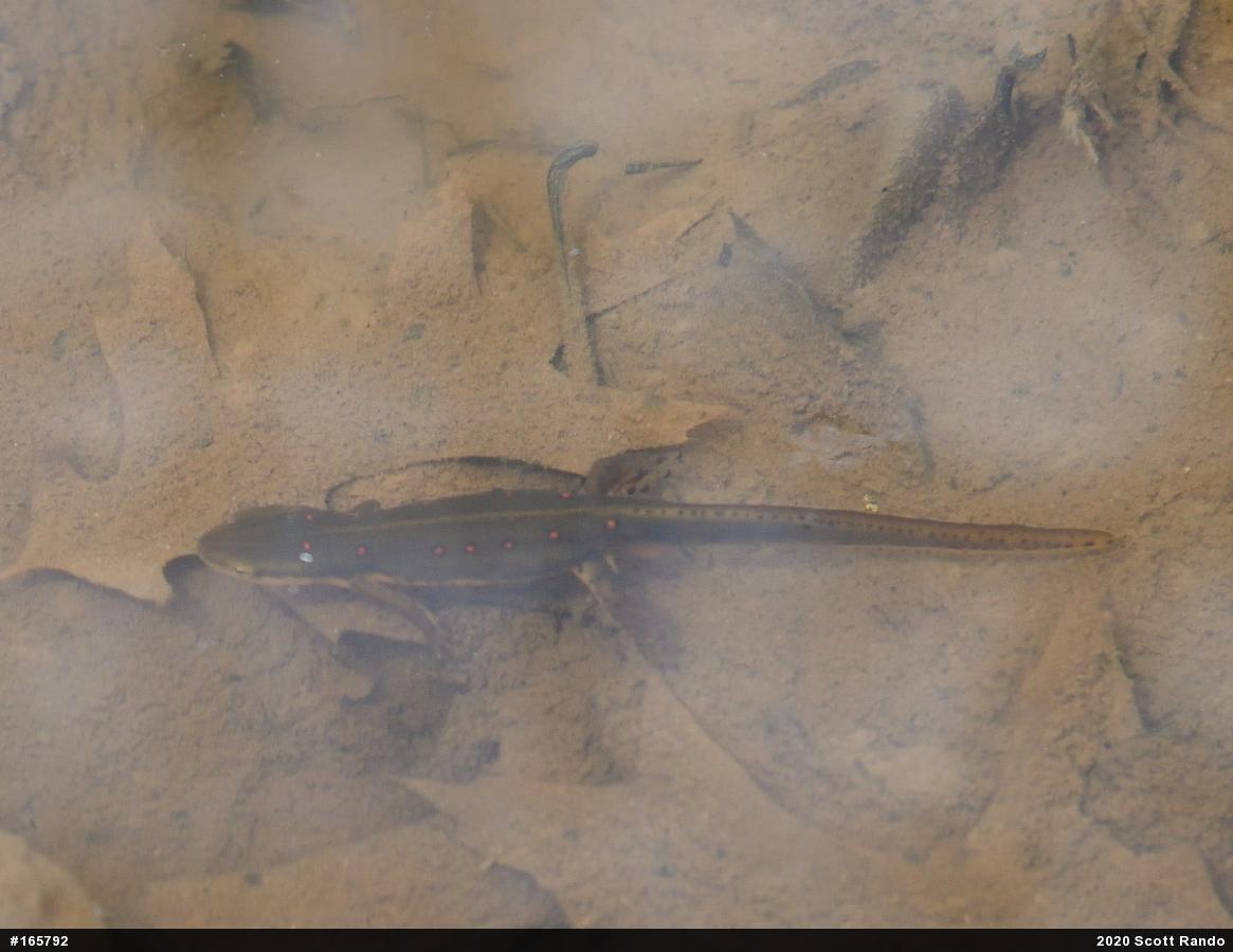 Red-spotted Newt