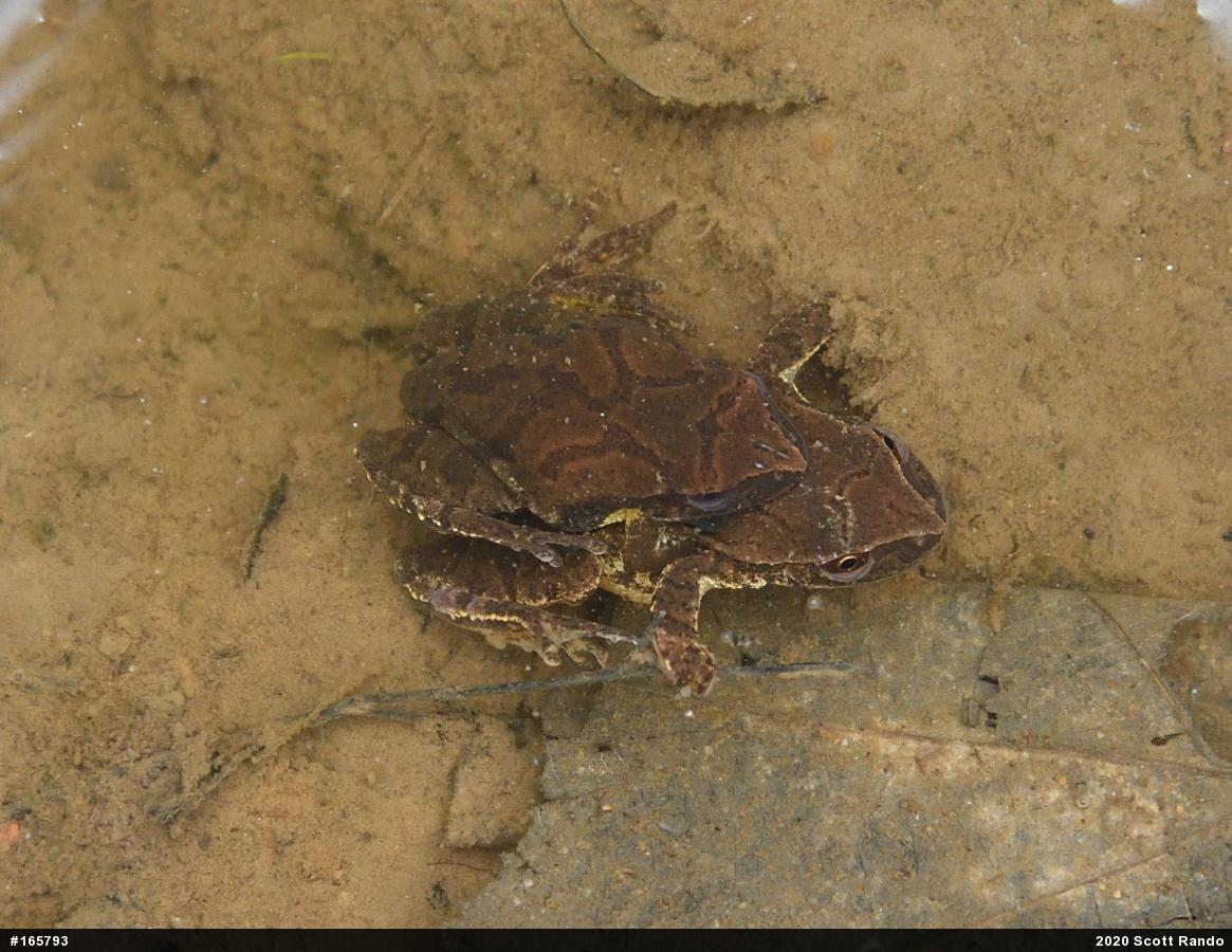 Spring Peeper