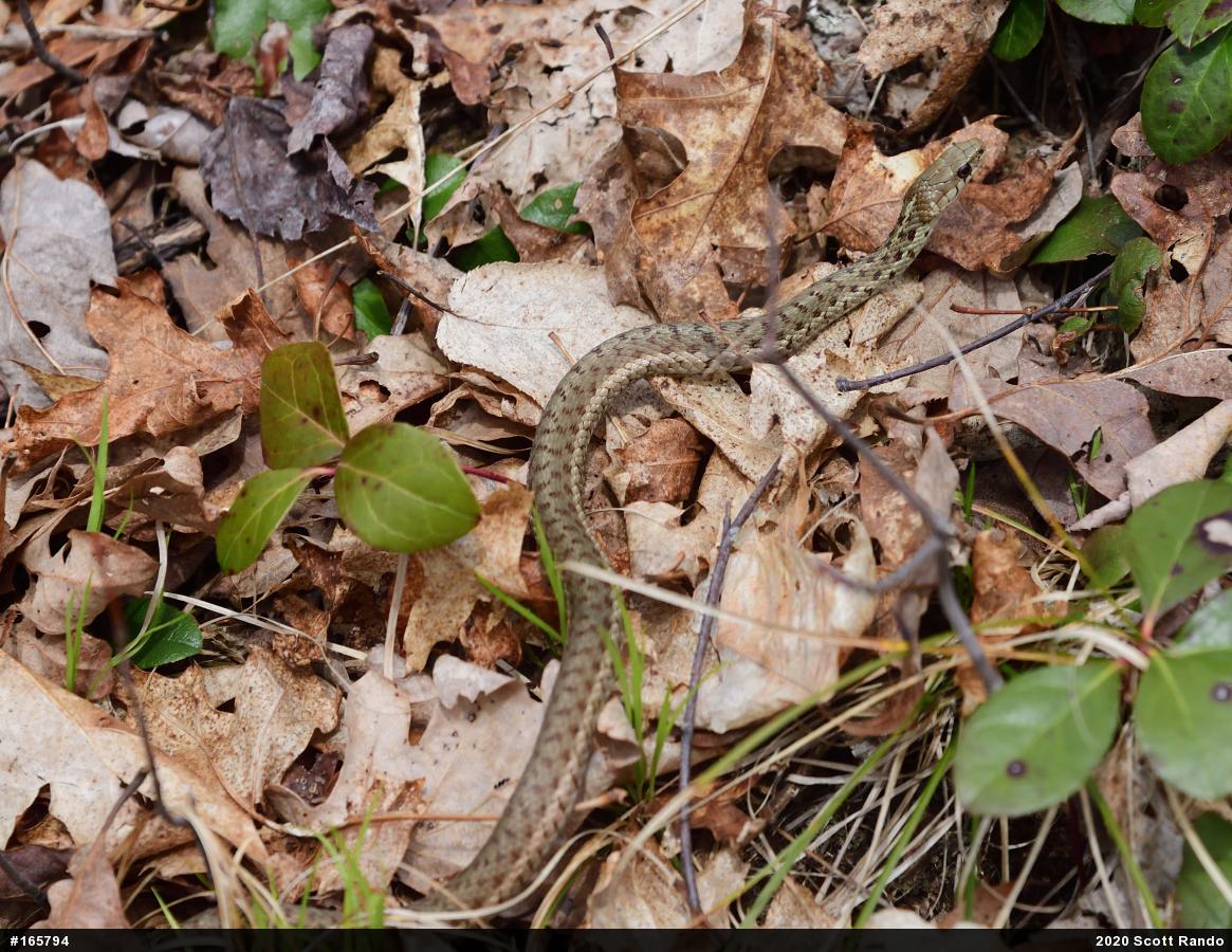 Eastern Gartersnake