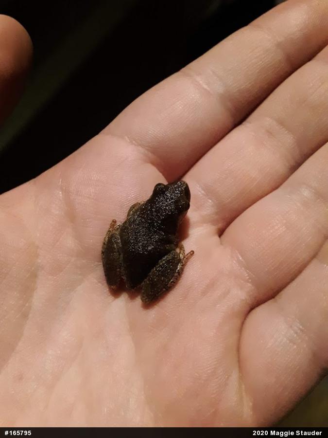 Spring Peeper