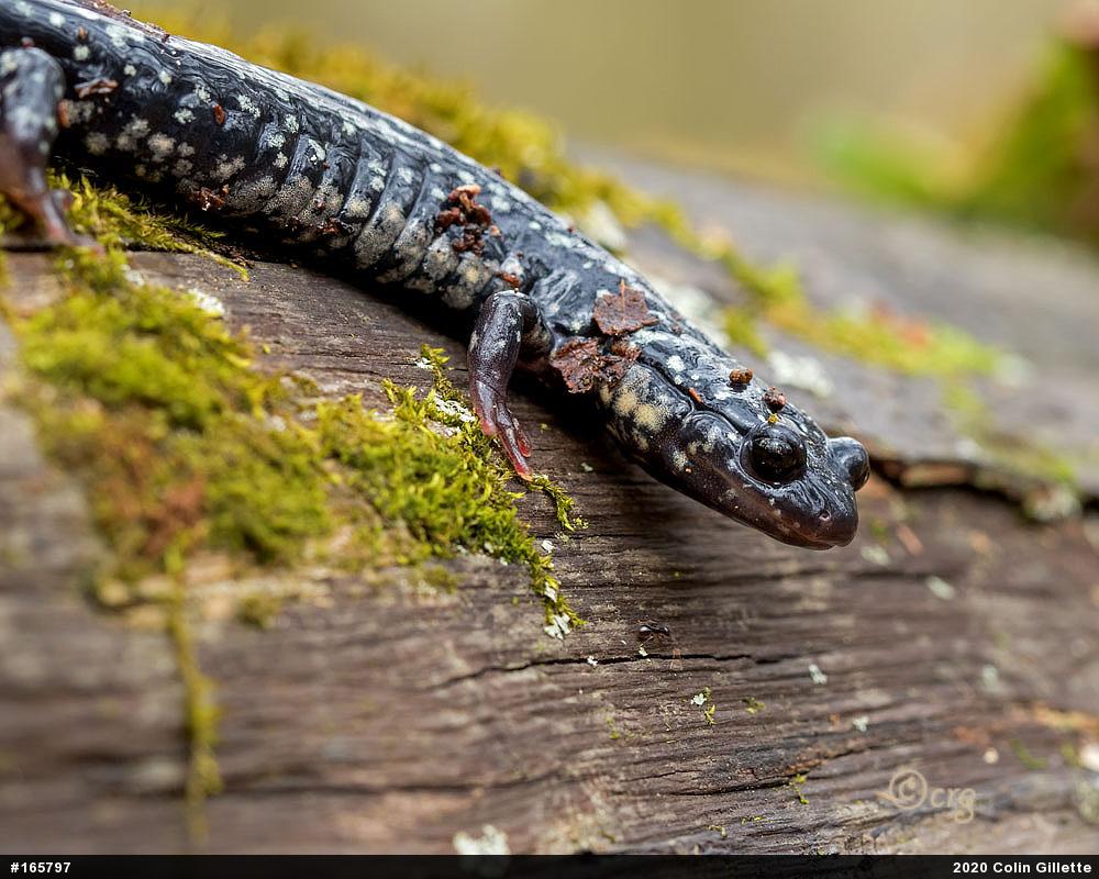 Northern Slimy Salamander