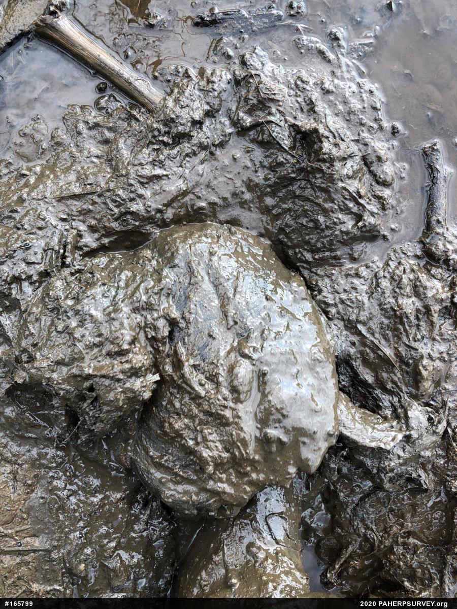 Snapping Turtle