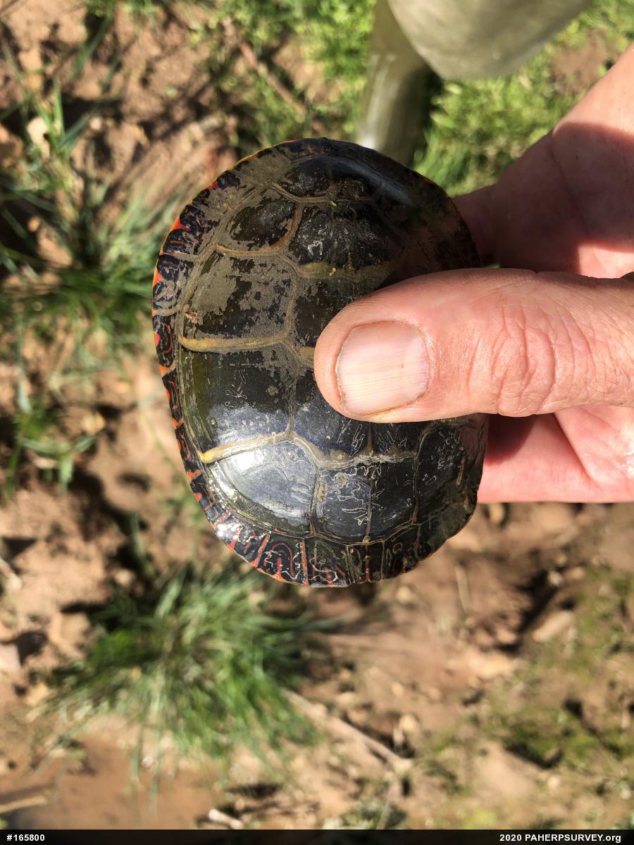 Painted Turtle
