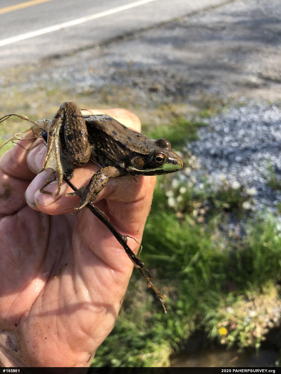 Green Frog