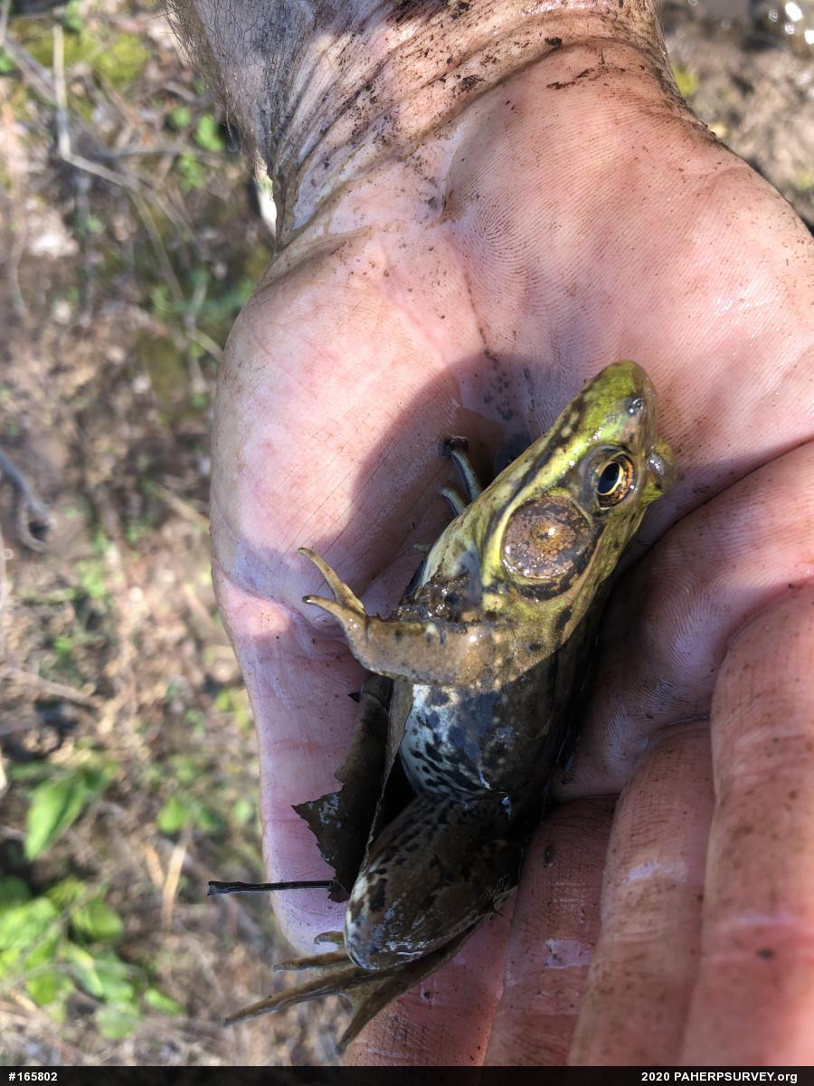Green Frog