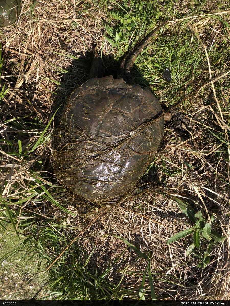 Snapping Turtle