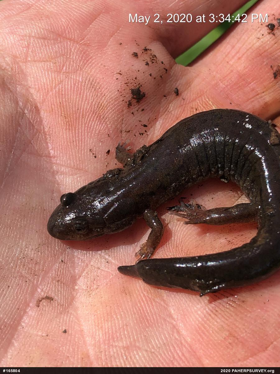Northern Dusky Salamander