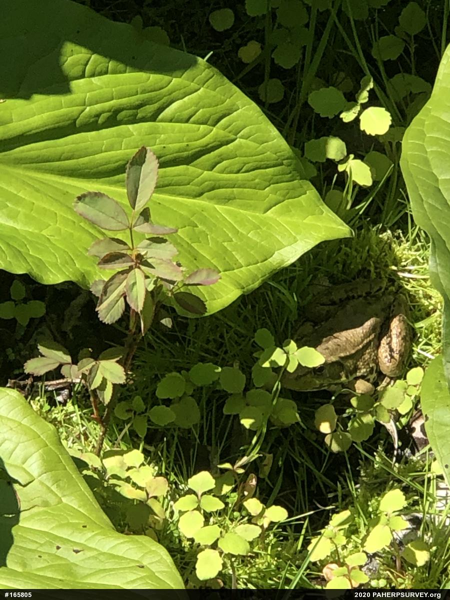 Green Frog