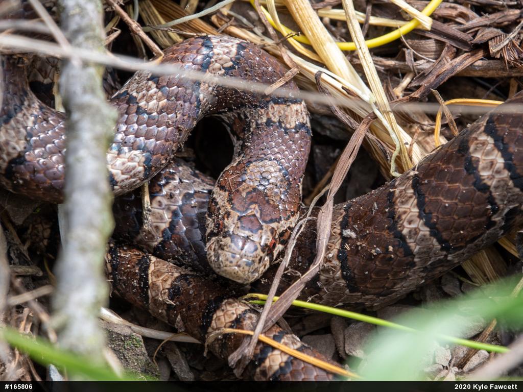 Eastern Milksnake