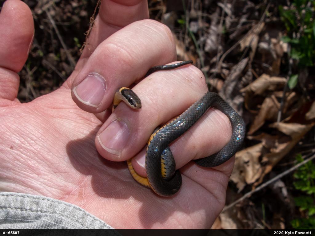 Northern Ring-necked Snake