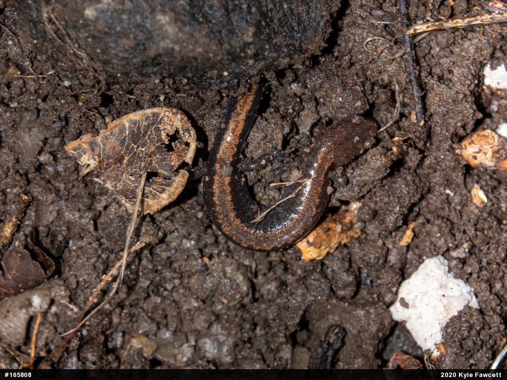 Eastern Red-backed  Salamander