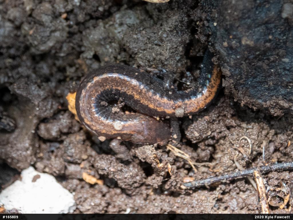 Eastern Red-backed  Salamander