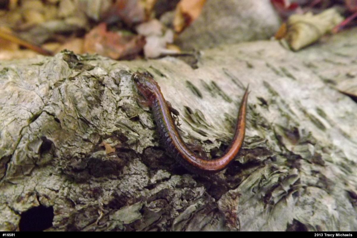 Eastern Red-backed  Salamander