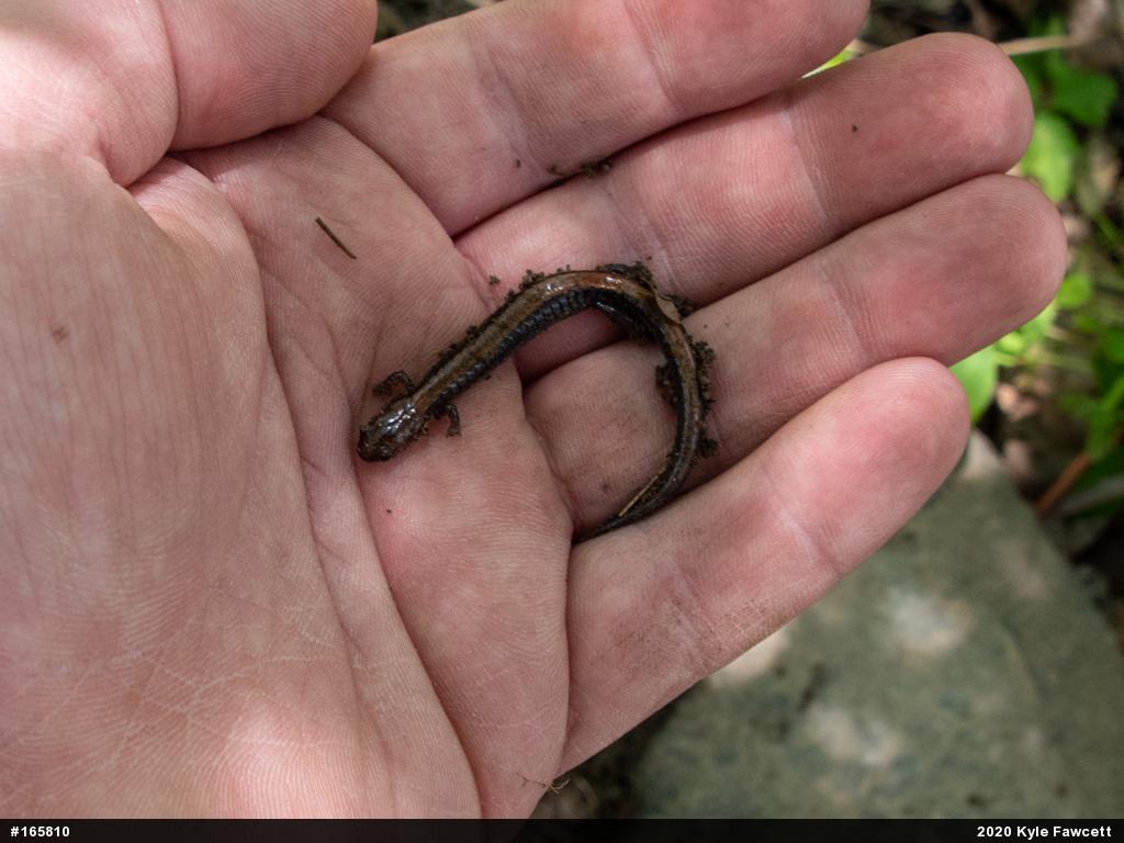 Eastern Red-backed  Salamander
