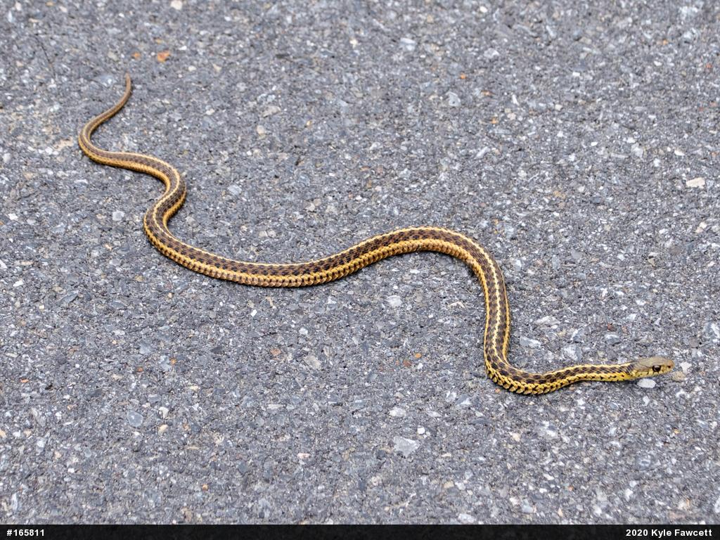 Eastern Gartersnake
