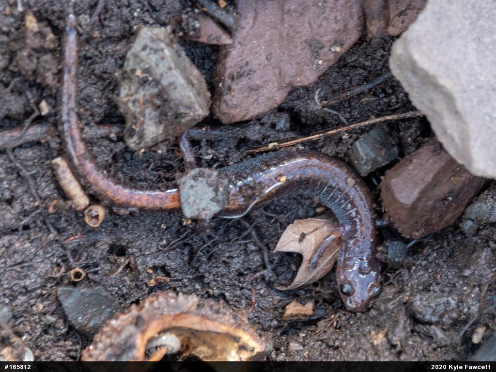 Eastern Red-backed  Salamander