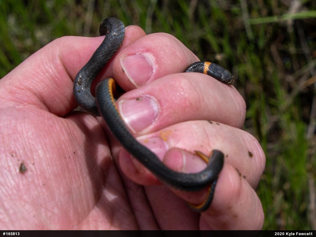 Northern Ring-necked Snake