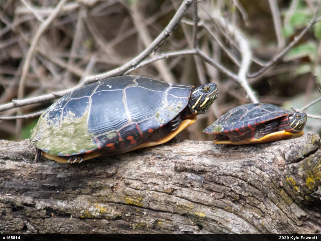 Painted Turtle