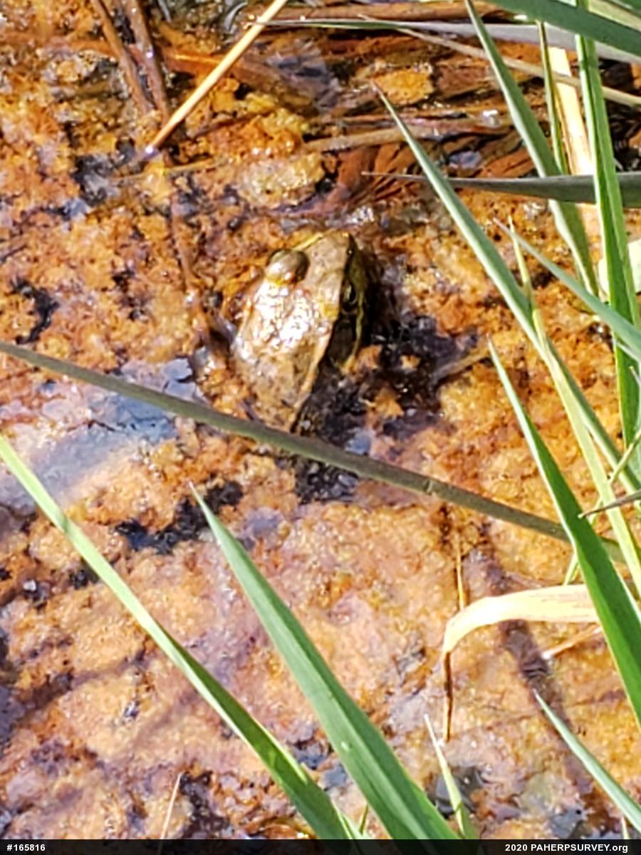 Green Frog
