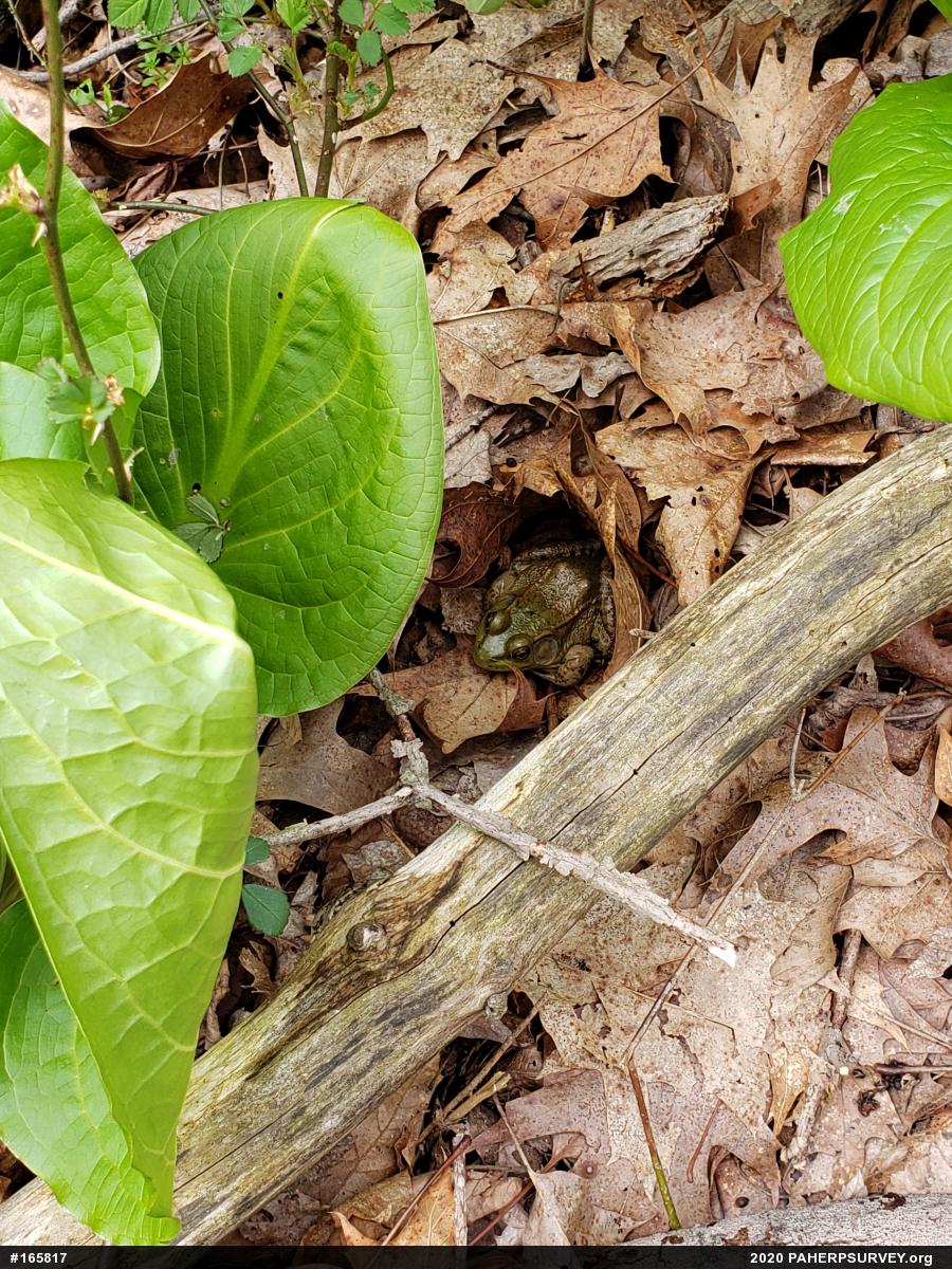 Green Frog