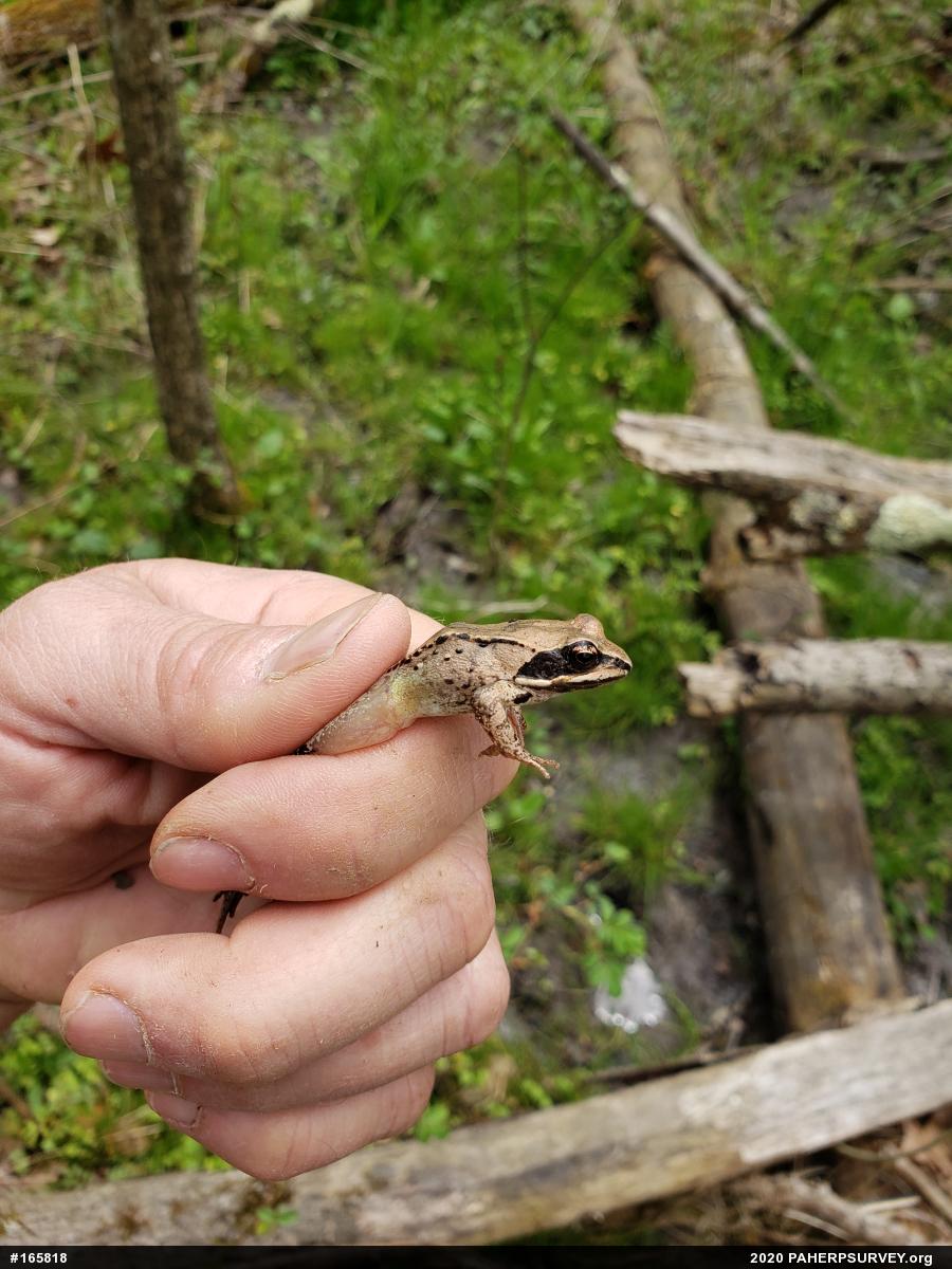 Wood Frog