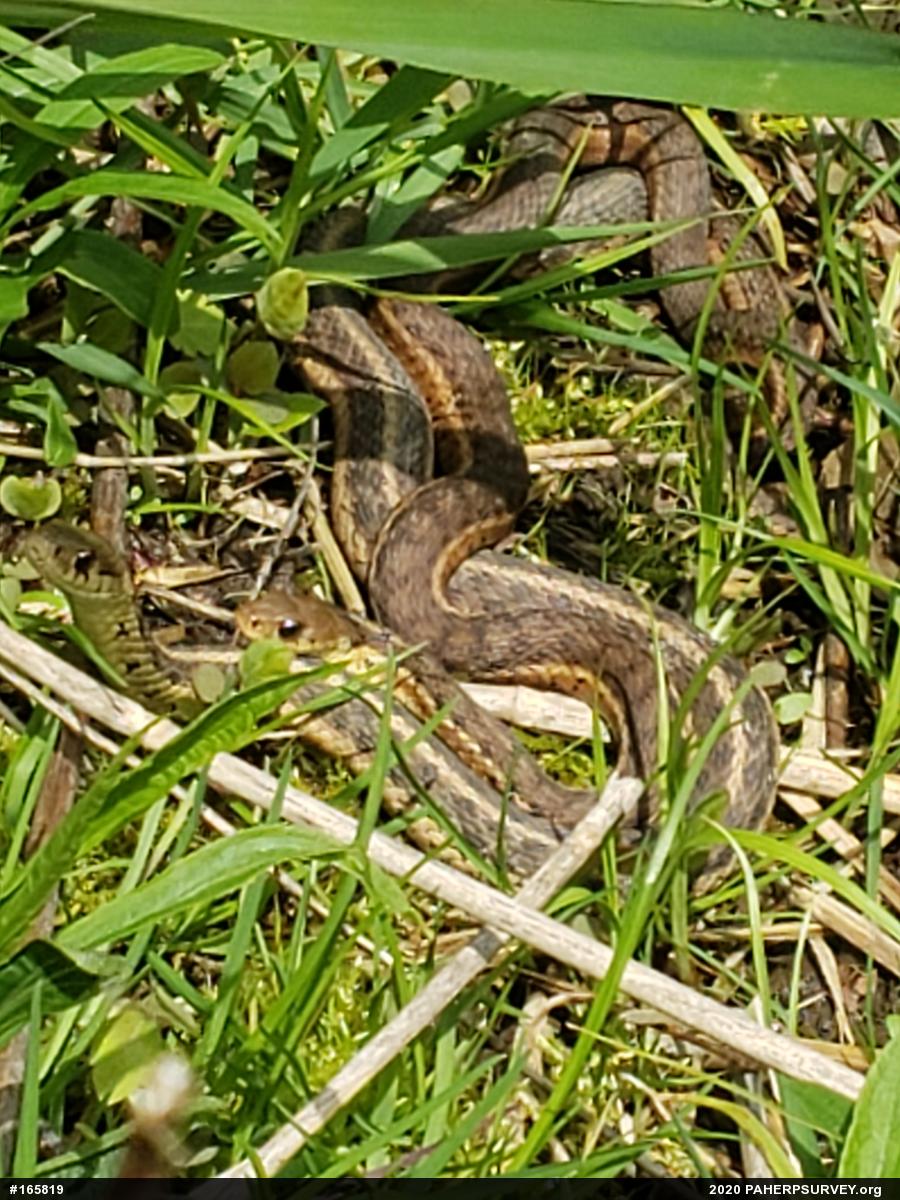 Eastern Gartersnake