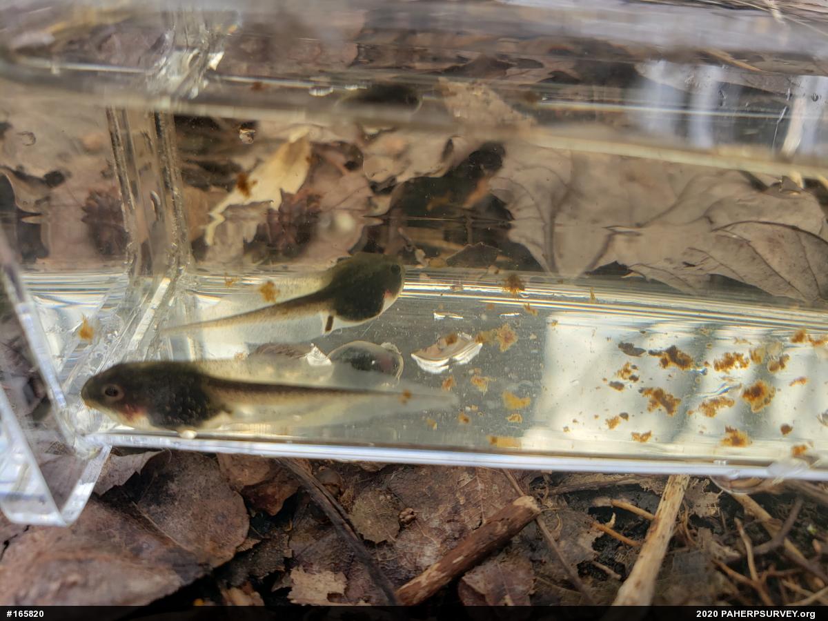 Wood Frog