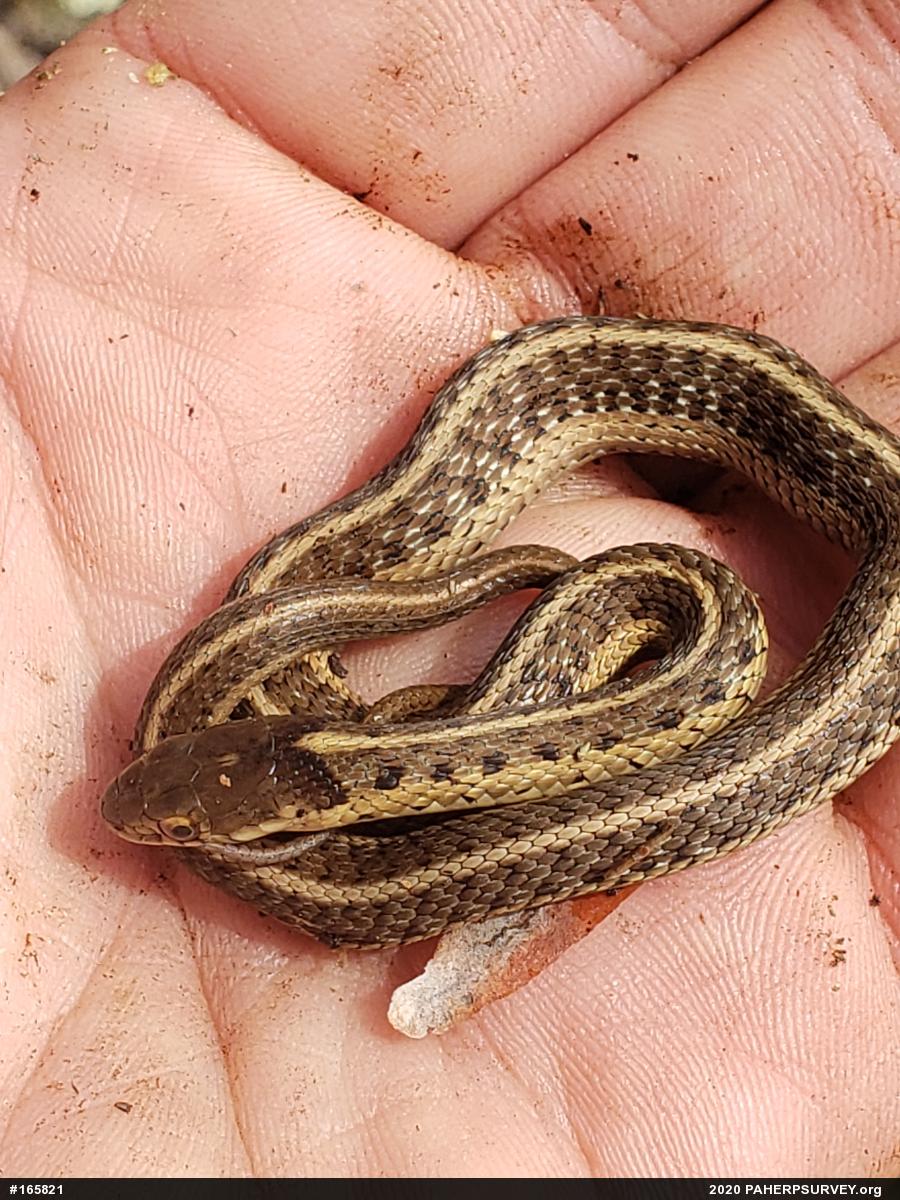 Eastern Gartersnake