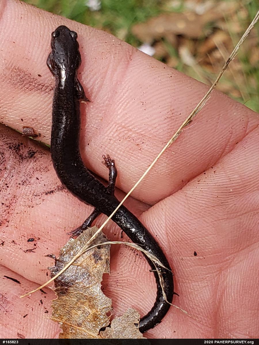 Woodland Salamanders