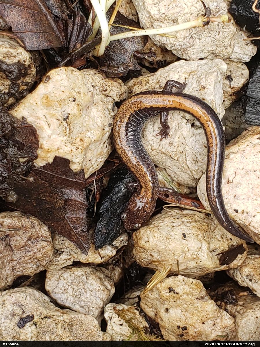 Eastern Red-backed  Salamander