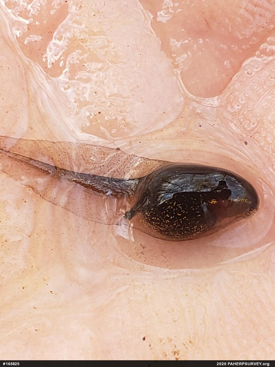 Wood Frog