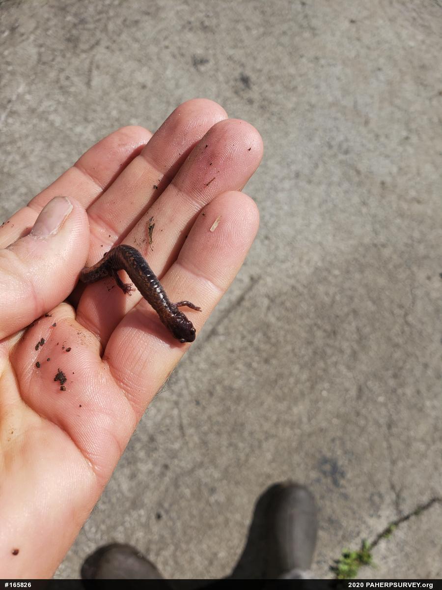 Eastern Red-backed  Salamander