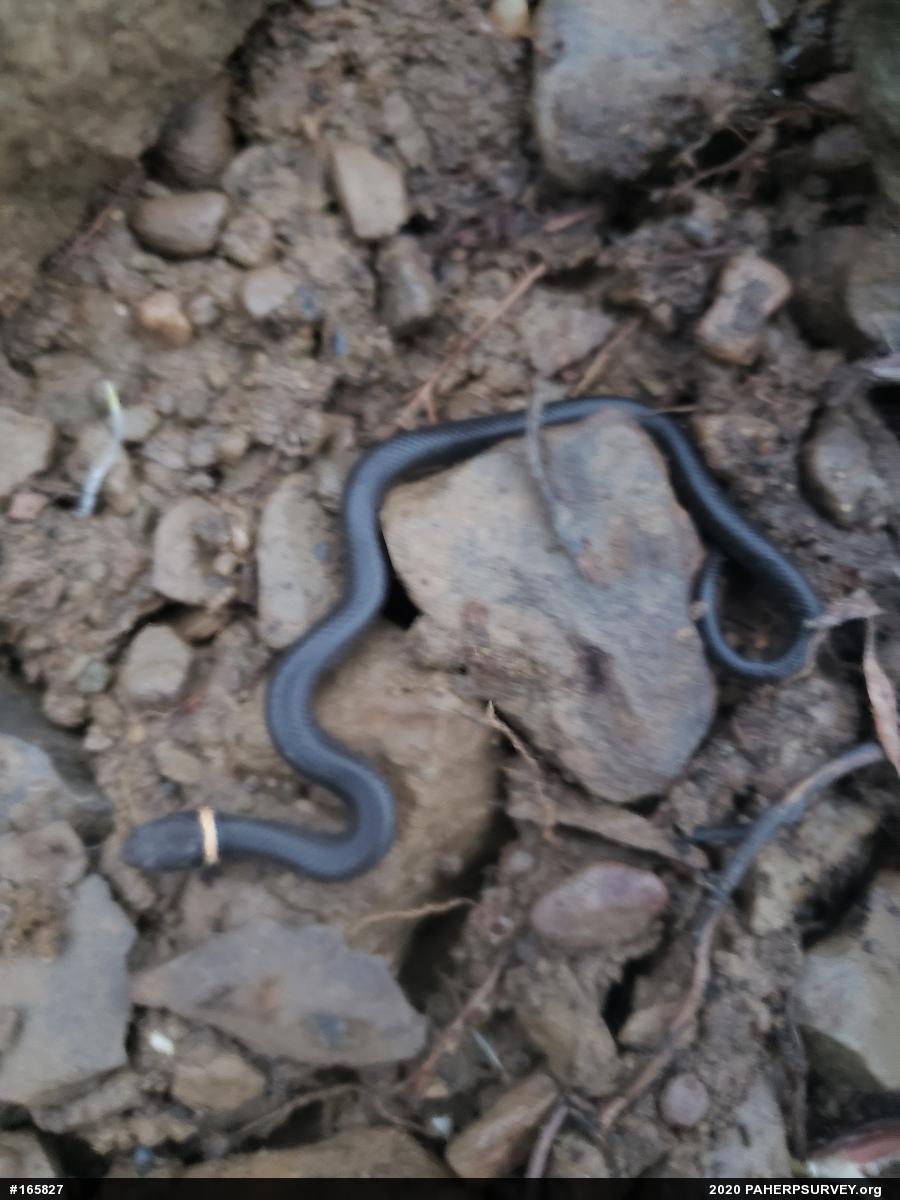 Northern Ring-necked Snake