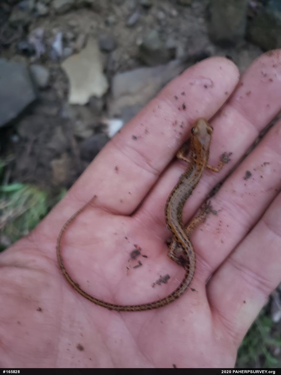 Eastern Long-tailed Salamander