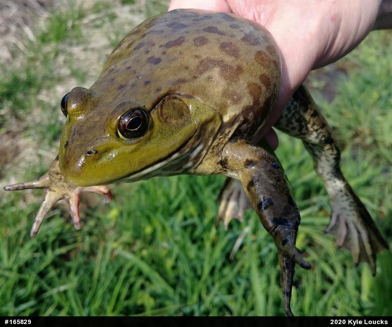 American Bullfrog
