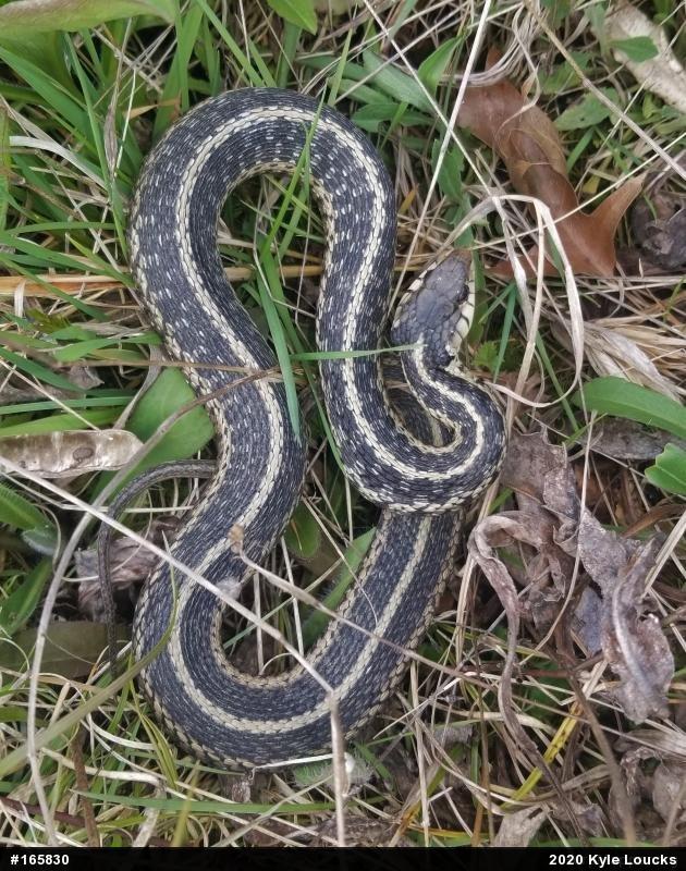 Eastern Gartersnake