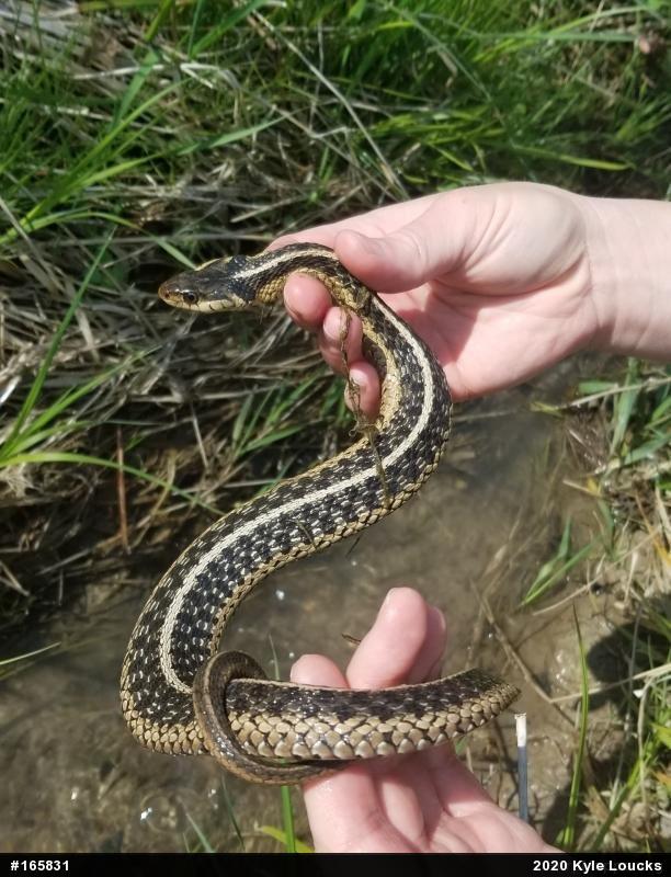 Eastern Gartersnake