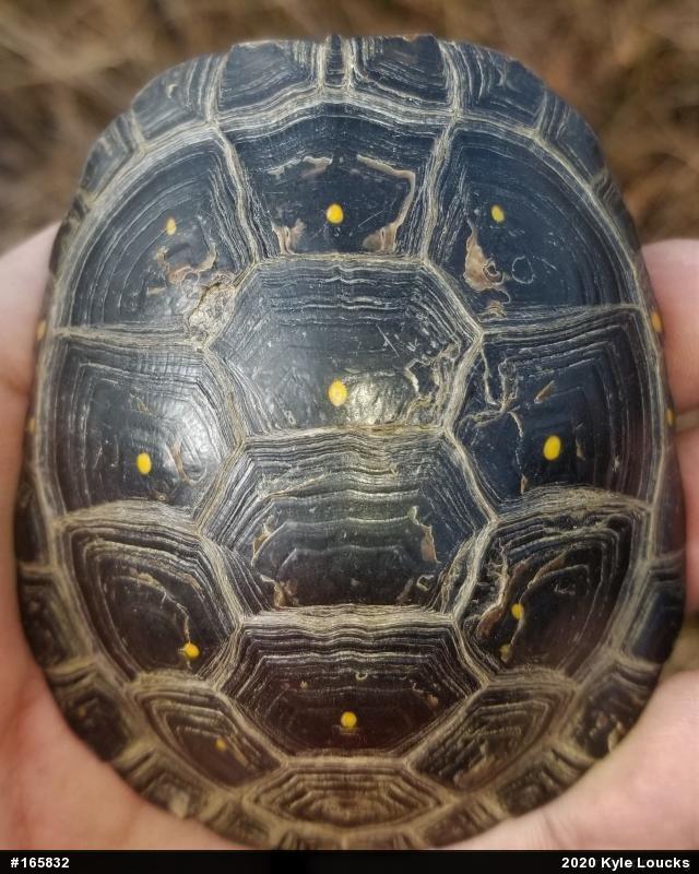 Spotted Turtle