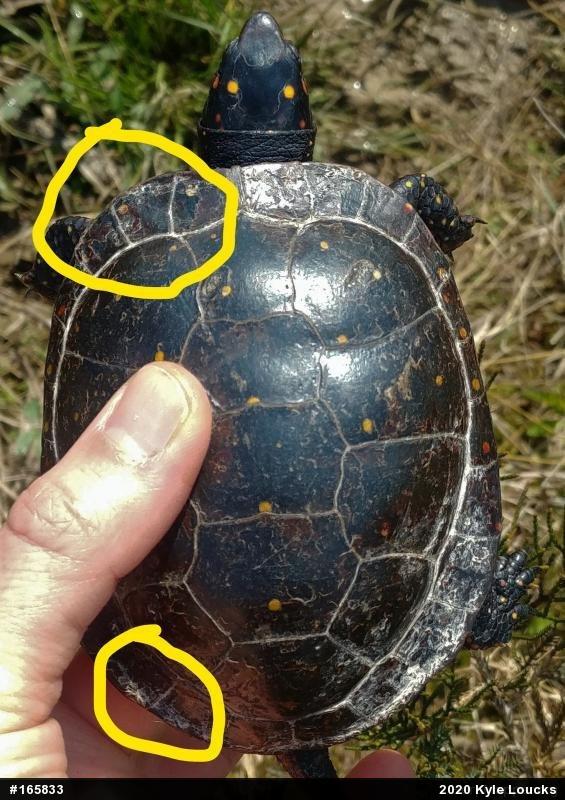Spotted Turtle