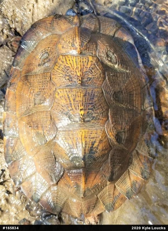 Wood Turtle