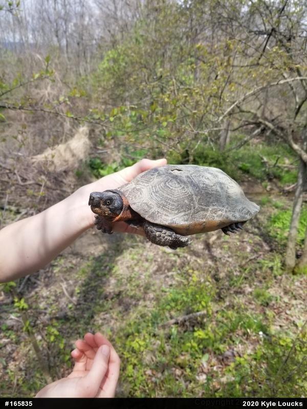 Wood Turtle