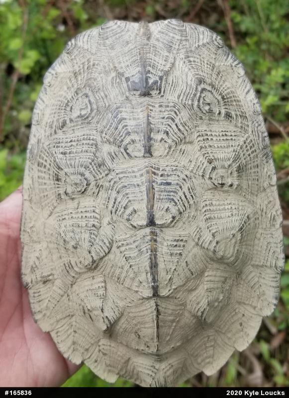 Wood Turtle
