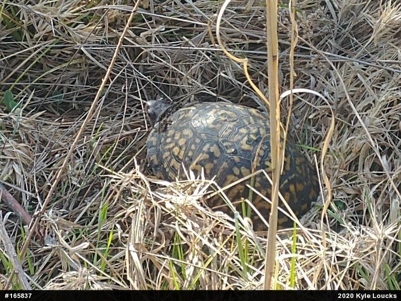 Eastern Box Turtle