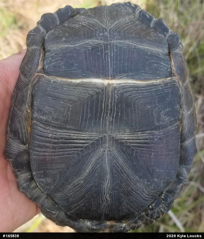 Eastern Box Turtle