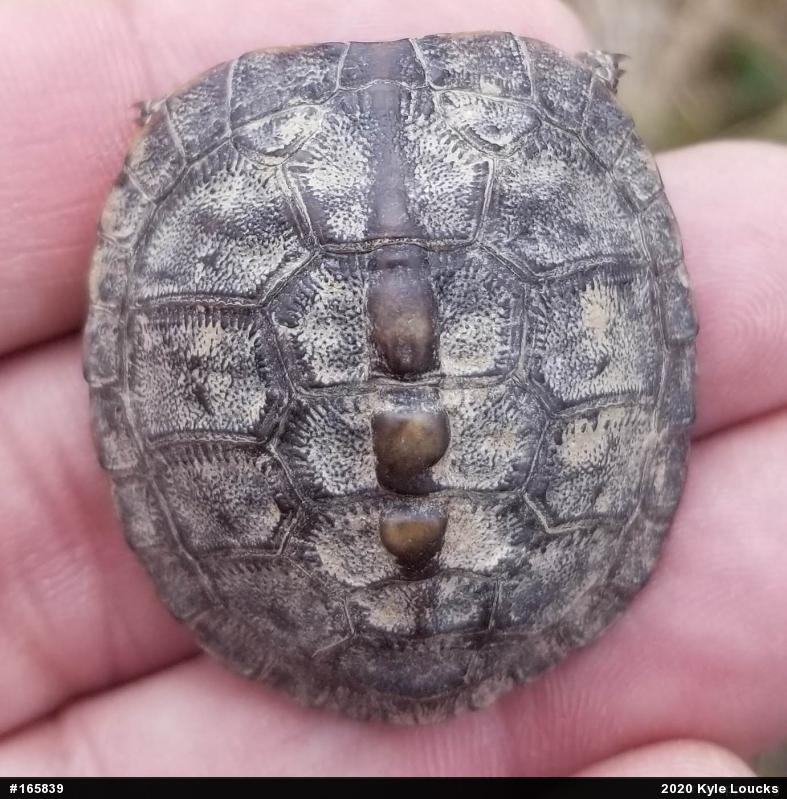 Eastern Box Turtle
