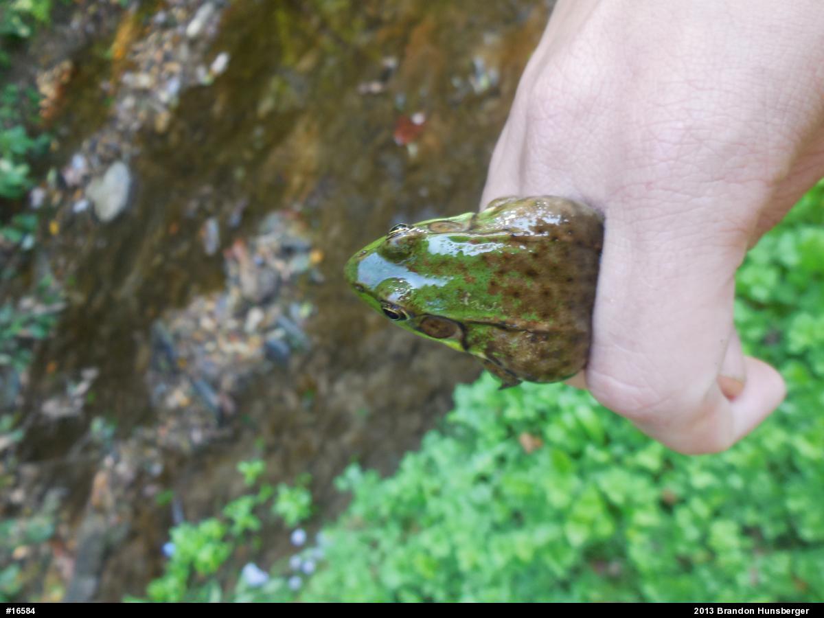 Green Frog
